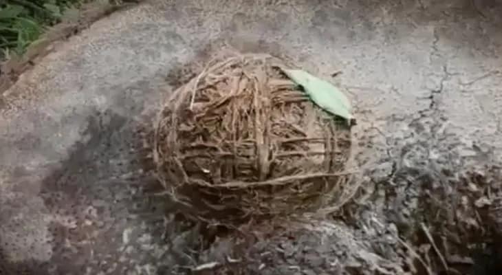 পঞ্চায়েত প্রধানের বাড়ির দরজায় মিষ্টির প্যাকেটে বোমা, চাঞ্চল্য
