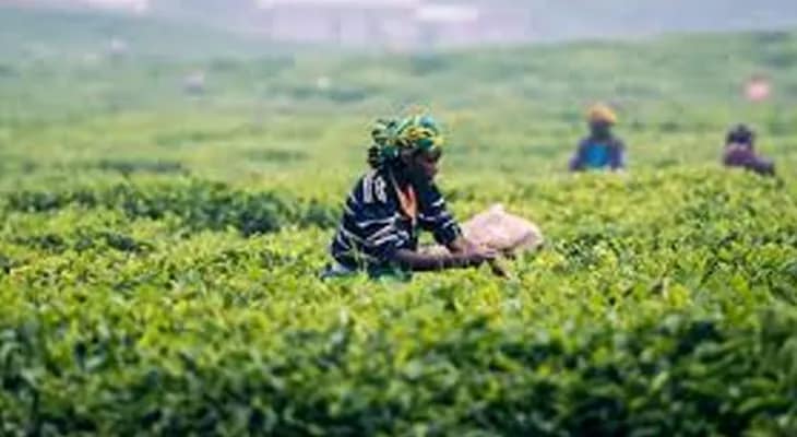 পাহাড়ের চা শ্রমিকদের বোনাস বৈঠক ৩ এপ্রিল শিলিগুড়িতে