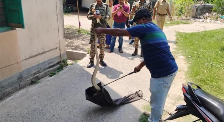 ইংলিশবাজার পুরসভার ২৪ নম্বর ওয়ার্ডে প্রাথমিক বিদ্যালয়ের ক্লাসঘর থেকে চন্দ্রবোড়া উদ্ধার