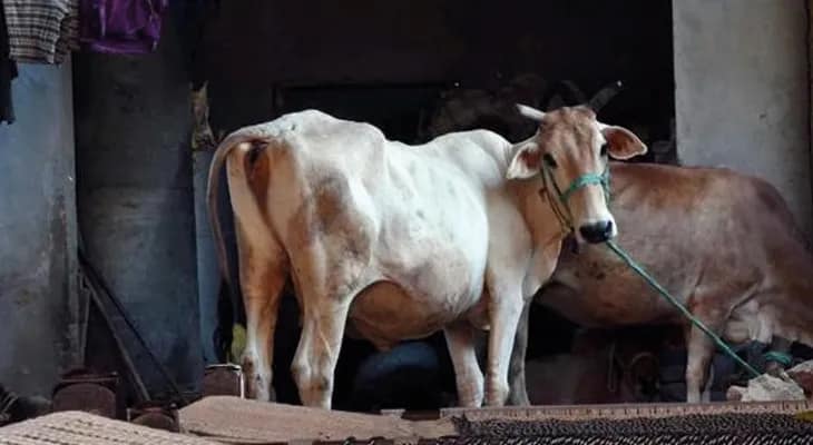 গোরুর পেট থেকে বের হল ৩৫ কেজি নাইলনের জাল, দড়ি