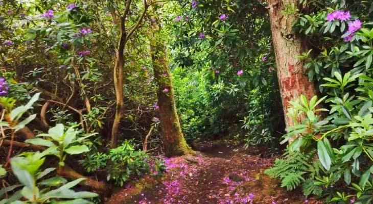 কুয়াশাভেজা বার্সের ট্রেক পথ