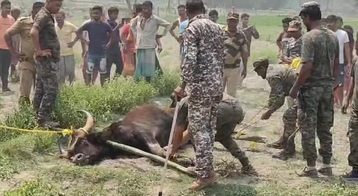 নিশিগঞ্জে দিনভর দাপাল জোড়া বাইসন