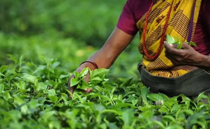 চা শ্রমিকদের ন্যূনতম মজুরি নিয়ে আজ শিলিগুড়িতে বৈঠক, উপস্থিত থাকবেন শ্রমমন্ত্রী মলয় ঘটক