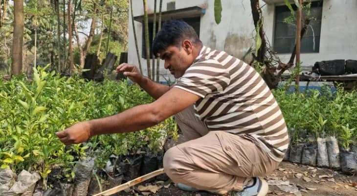 দার্জিলিংয়ে উন্নতমানের কমলা ফলাতে এনবিইউ’তে নার্সারি