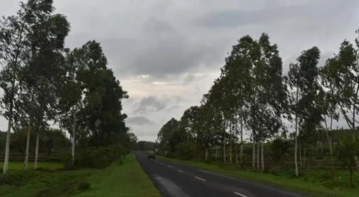সবুজ বাঁচাতে সব রাস্তার দু’ধারে গাছ, উদ্যোগী কাকদ্বীপের ঋষি বঙ্কিমচন্দ্র গ্রাম পঞ্চায়েত