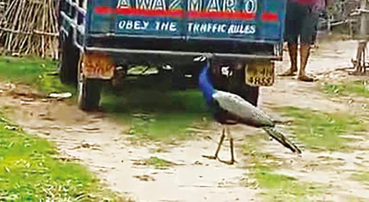 আউশগ্রামের লোকালয়ে নির্ভয়ে ঘুরে বেড়াচ্ছে ময়ূর, দেখতে যাচ্ছেন পর্যটকরা