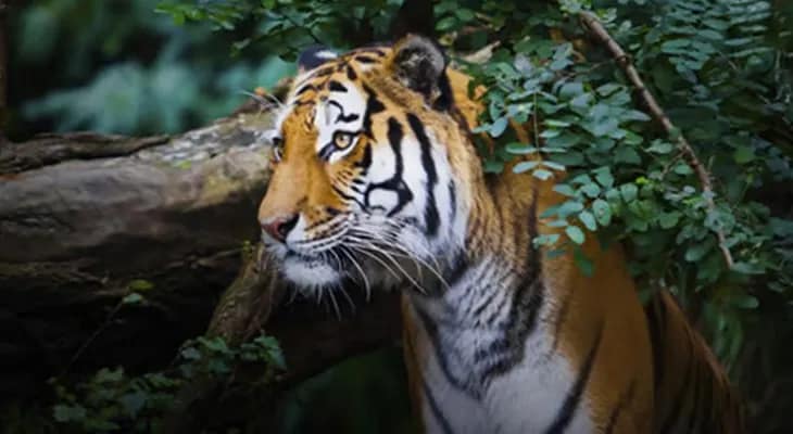 বাঘের সঙ্গে লড়াইয়ে শ্বদন্ত ভেঙেছিল বাঘিনীর, এখন খায় বোনলেস চিকেন