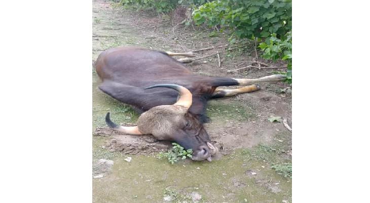 জোড়া বাইসনের দাপাদাপি, জখম ৩