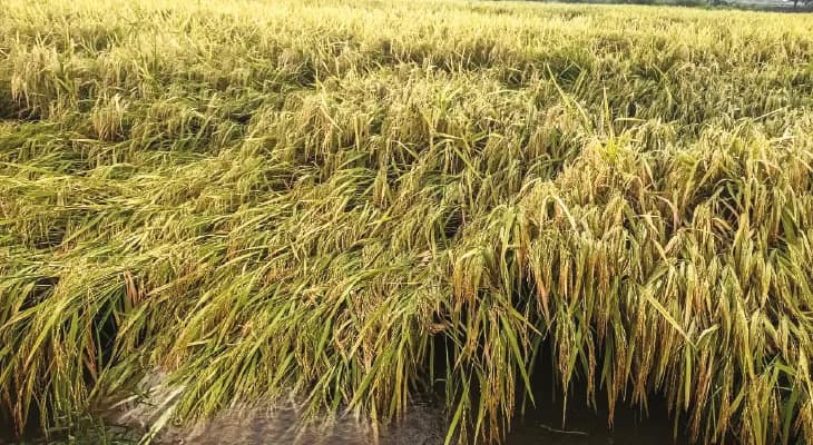 দু’ দিনের বৃষ্টিতে কাটোয়া, আউশগ্রাম ও পূর্বস্থলীতে সব্জি ও ধানে ক্ষতির আশঙ্কা