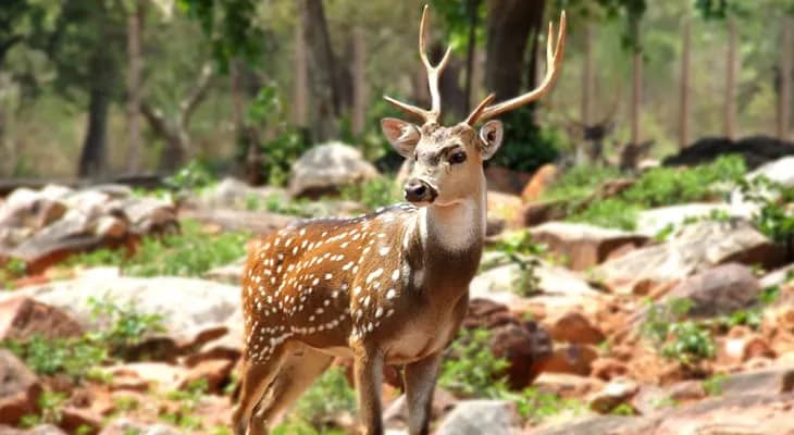 বেলপাহাড়িতে গ্রামে ঢুকে পড়ল হরিণ, হইচই