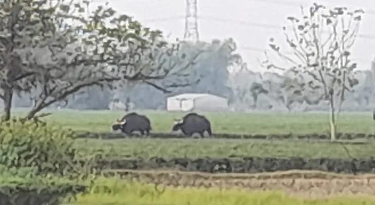 জলপাইগুড়ির রায়পুর চা বাগানে বাইসনের হামলা, মৃত্যু বৃদ্ধার, জখম ৩