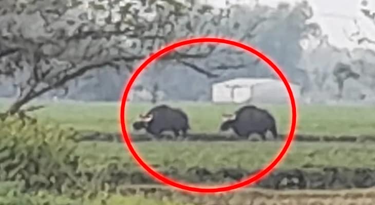 জলপাইগুড়ির চা বাগানে বাইসনের দাপট, মৃত্যু বৃদ্ধার, এলাকায় আতঙ্ক