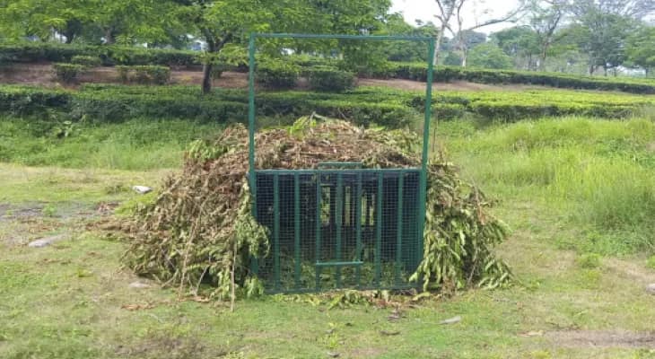 ধরা পড়েনি চিতাবাঘ, আতঙ্কে রাত জাগছেন ভান্ডিগুড়ির চা শ্রমিকরা