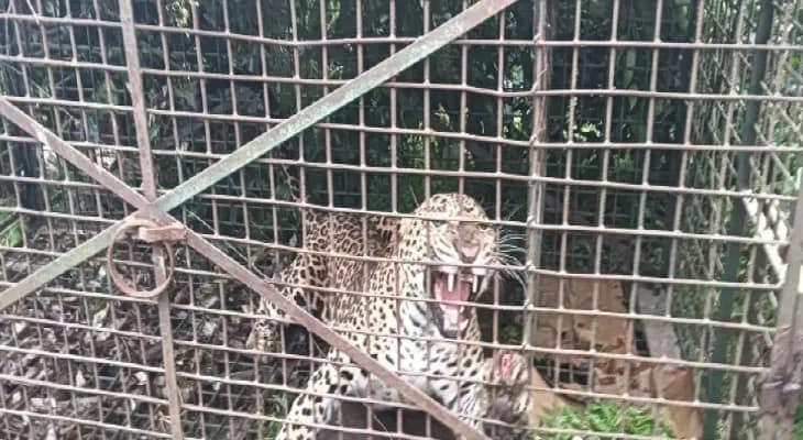 দলগাঁও বাগানে খাঁচাবন্দি চিতাবাঘ