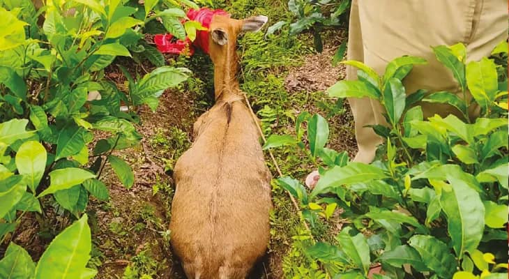 ফাঁসিদেওয়ার চা বাগানে উদ্ধার নেপালের নীলগাই