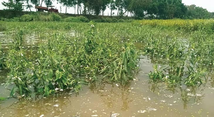 খড়ি নদীর জল উপচে কাটোয়ায় বোরো ধান, পাট ও তিলের ক্ষতি