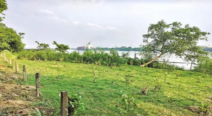 হাওড়ায় গঙ্গার পাড়ে বেড়ে উঠছে ম্যানগ্রোভ, সাফল্য বি গার্ডেনের, দূষণ রোধে কার্যকর হবে, আশা বিজ্ঞানীদের