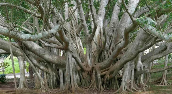 কিউআর কোড স্ক্যান করলেই জানা যাবে শতাব্দী প্রাচীন বটগাছের তথ্য