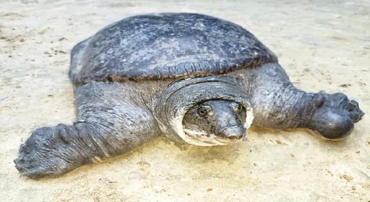 কোচবিহারের মোহন