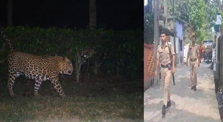 জলপাইগুড়ি শহরে চিতাবাঘের আতঙ্ক, ঘটনাস্থলে বন দপ্তর