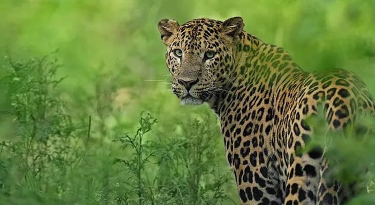 ডুয়ার্সের তিনটি চা বাগানে খাঁচাবন্দি ৩টি চিতাবাঘ