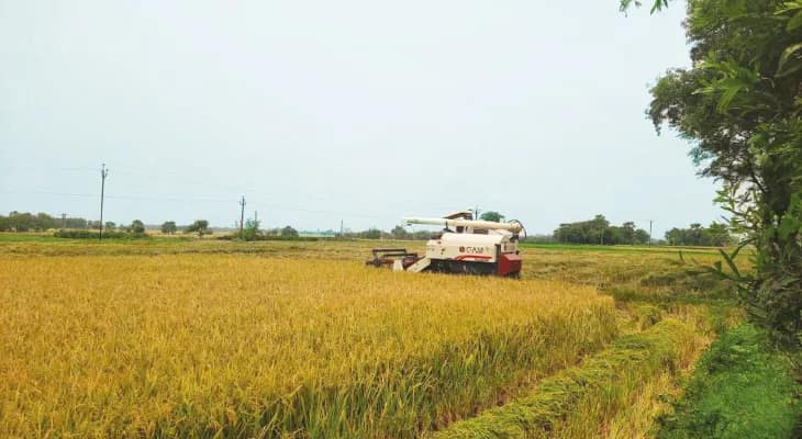 কালবৈশাখী, বৃষ্টি দেখে কাটোয়ায় তৎপর চাষিরা, ফসল বাঁচাতে পাঁচগুণ বেশি টাকা দিয়ে  মেশিন ভাড়া করে ধান কাটার হিড়িক