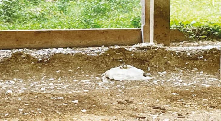 ফার্মের মরা মুরগি বিক্রি খোলা বাজারে, রোগ ছড়ানোর আতঙ্ক