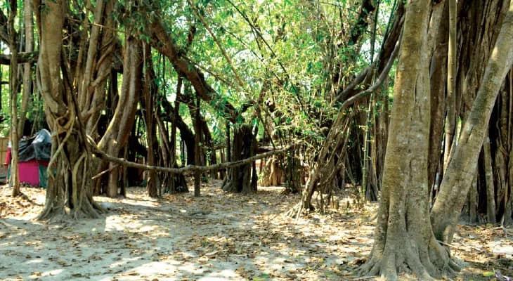 পর্যটকদের মনকে ‘ছায়া’ দিচ্ছে তিন বিঘার বটগাছ