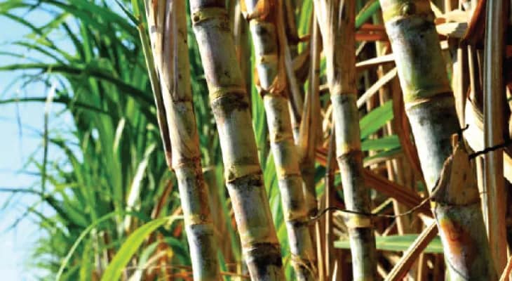 আখ চাষ করেই মুখে হাসি কালনার চাষিদের
