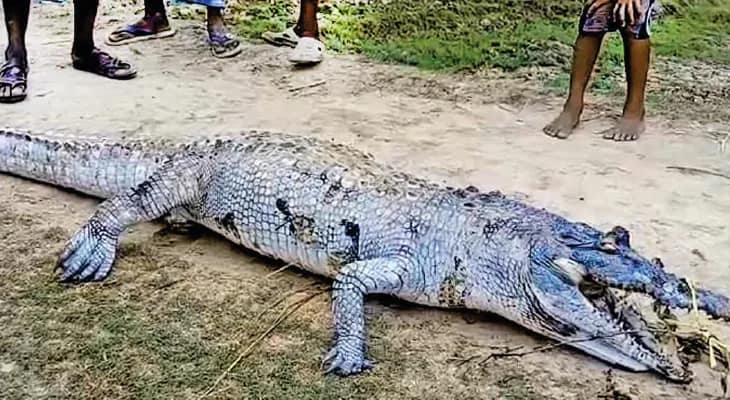 পাথরপ্রতিমায় মৃত কুমির উদ্ধার, চাঞ্চল্য