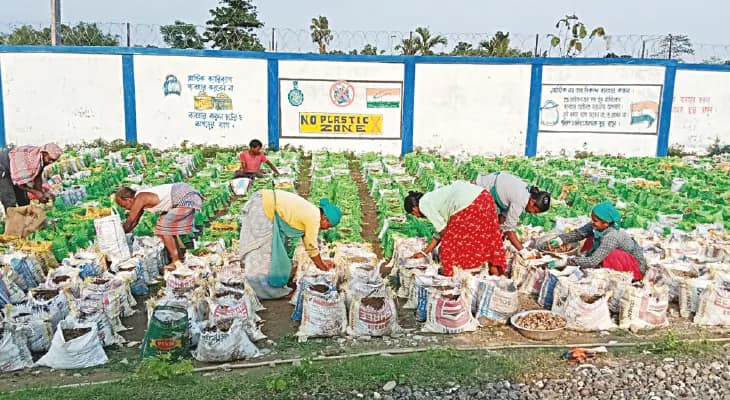 বস্তায় জৈবসার ভরে আদা চাষ ময়নাগুড়িতে