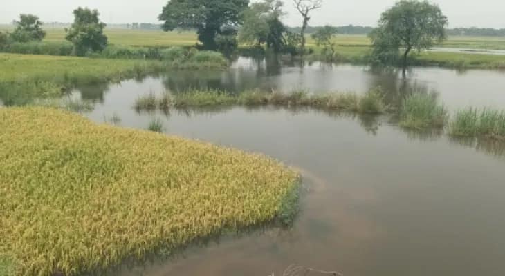 সংস্কার না হওয়ায় নাব্যতা কমেছে খড়ি ব্রহ্মাণীর, জলে উপচে ডুবছে চাষজমি
