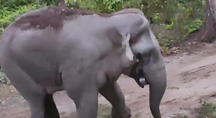 প্রেশার কুকার মুখে নিয়ে পগার পার গজরাজ, হতবাক বনকর্মীরা