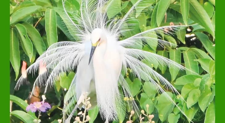 সময়ের আগেই রায়গঞ্জ কুলিক পক্ষীনিবাসে পরিযায়ীরা হাজির