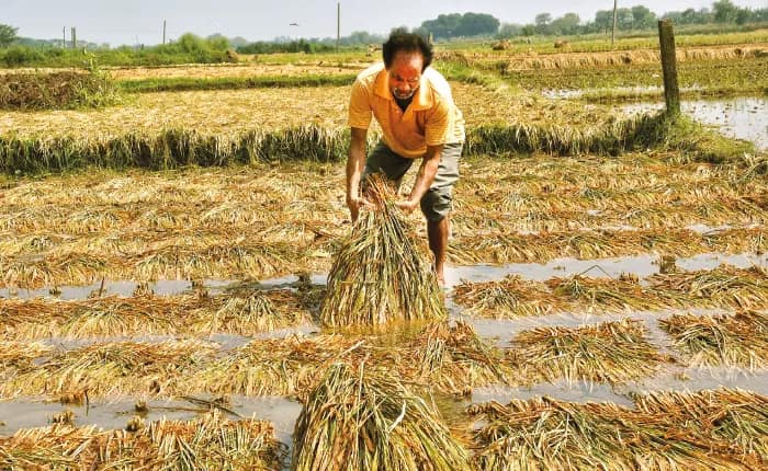 পূর্ব মেদিনীপুরে ধান কেনা শুরু ১ নভেম্বর