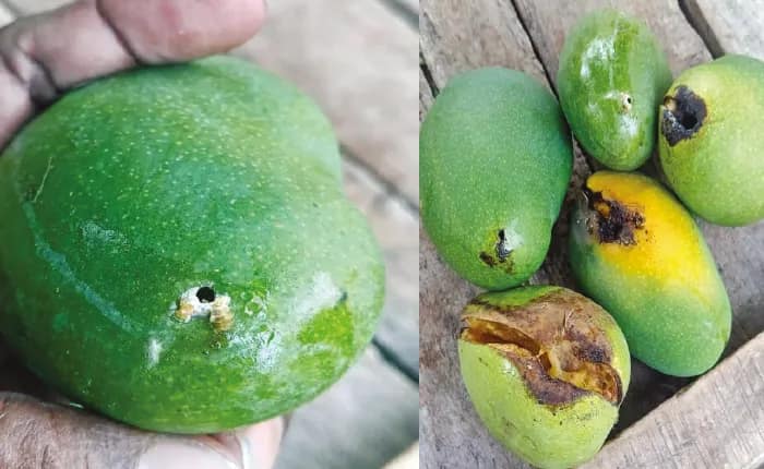 আমবাগানে শুলিপোকার হানা ক্ষতির আশঙ্কায় আম চাষিরা