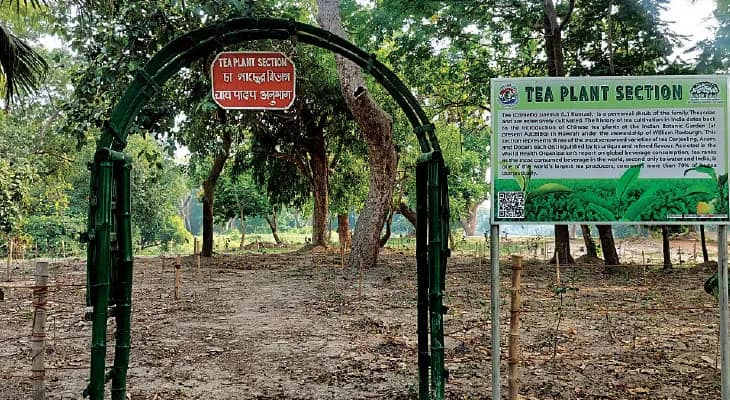 দার্জিলিং চা উৎপাদনের ‘ল্যাব টেস্ট’, হাওড়ার বটানিক্যাল গার্ডেনে ফিরছে ২০০ বছরের পুরনো স্মৃতি