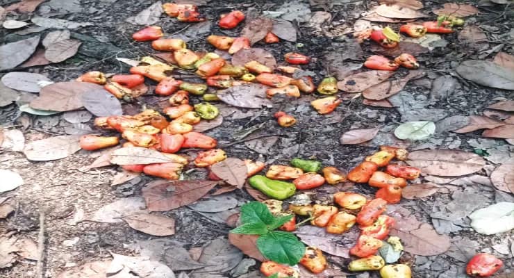 হিমসাগর, ল্যাংড়া নয়, আউশগ্রামের জঙ্গলে বিশেষ ‘আম’ কুড়োনোর হিড়িক