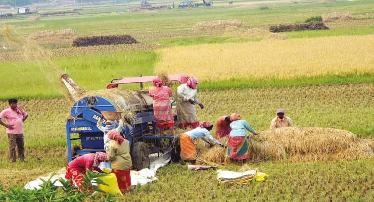 বৃষ্টিতে ভেজা ধান বিক্রি করা যাচ্ছে  না, আর্থিক ক্ষতির আশঙ্কায় চাষিরা