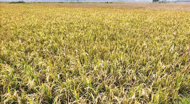 সিউড়িতে ১০০ একর জমির বোরো ধান নষ্ট, বিরাট ক্ষতি