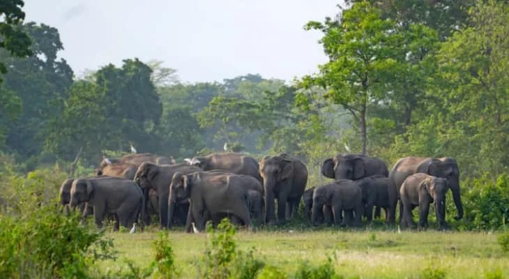 ভুট্টার মরশুম শুরু হতেই নেপাল সীমান্তের কলাবাড়ি জঙ্গলে ডেরা বেঁধেছে ৪০ হাতি