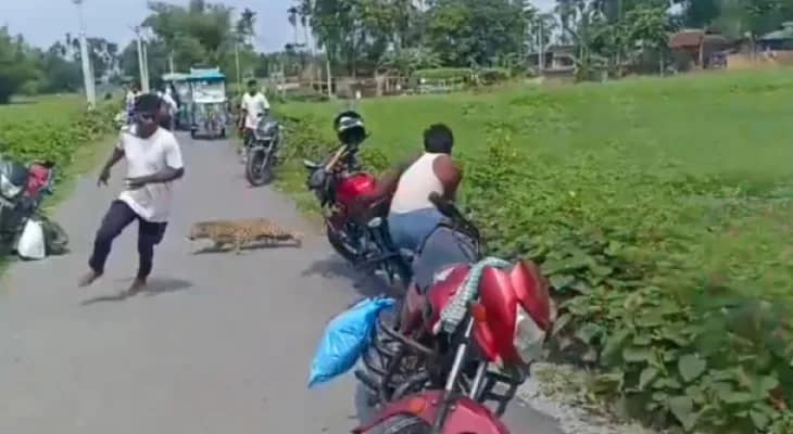 পাটখেতে লুকিয়ে চিতাবাঘ, হামলায় জখম পুলিস সহ ৩