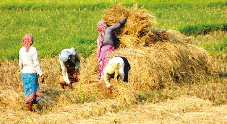 চাষিদের প্রতারণার হাত থেকে বাঁচাতে সার্টিফায়েড ধানের বীজ দেবে কৃষিদপ্তর