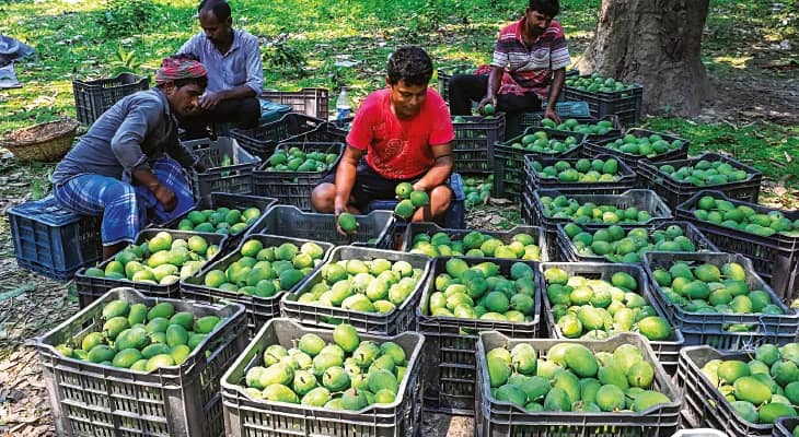নদীয়ায় এবার আমের রেকর্ড পরিমাণ ফলন,  লাভবান চাষিরা