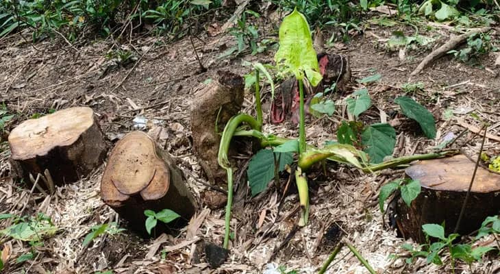 ময়নাগুড়িতে চুরি সরকারি গাছ