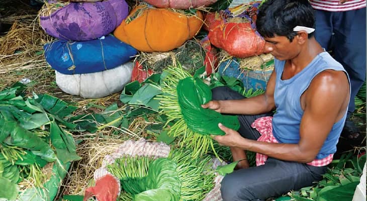গুছিতে ৭০টি’র জায়গায় ৩০০টি করে পান বিক্রি করতে বাধ্য হচ্ছেন কৃষকরা