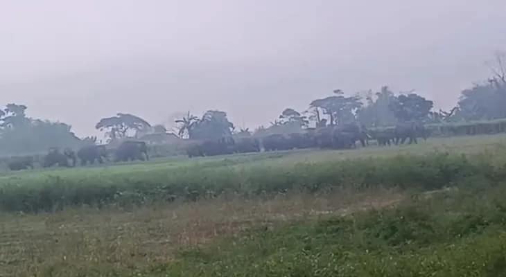 গজলডোবা সংলগ্ন টাকিমারির চরে দাঁড়িয়ে আছে ৫০টিরও বেশি হাতির একটি দল, আতঙ্কে এলাকাবাসী