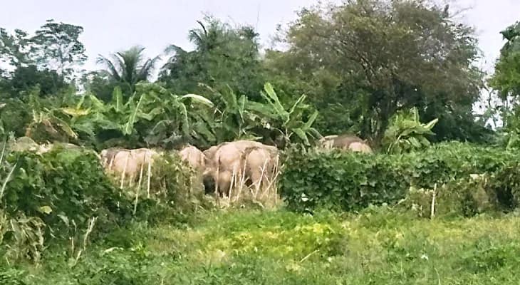 দিনভর তিস্তার চরে দাপাল ৫০টি হাতির পাল, আতঙ্ক