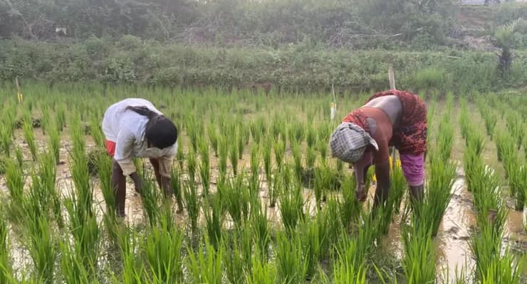 চাষের খরচ কমিয়ে ফলন বাড়াতে সৌরশক্তির  মাধ্যমে সেচের ব্যবহারের পরিকল্পনা রাজ্যের
