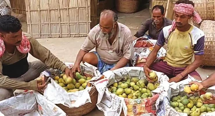 পূর্বস্থলীতে আমের বাম্পার ফলন, হিমসাগর পাইকারি ১২-১৪ টাকা কেজি